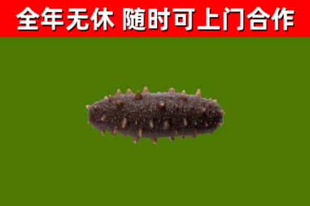 新华回收海参干